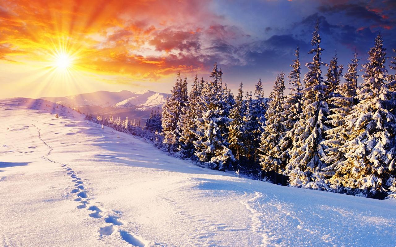 image Rays of light Sun Nature Spruce Winter Snow Scenery