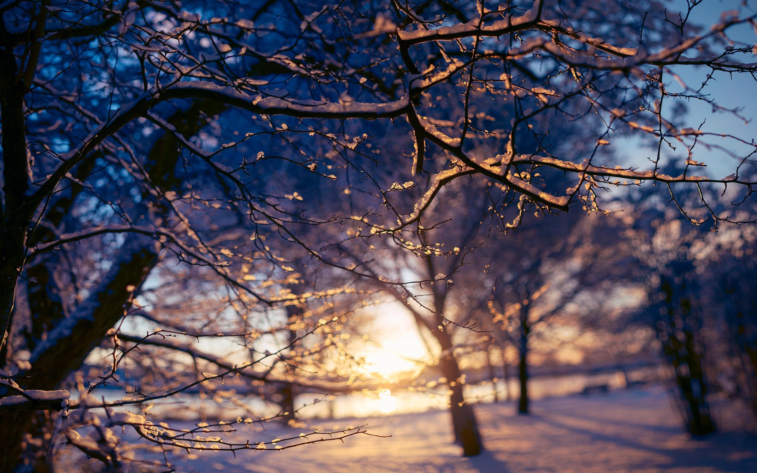 Branches Sunset Sunlight Snow Winter wallpaperx1600