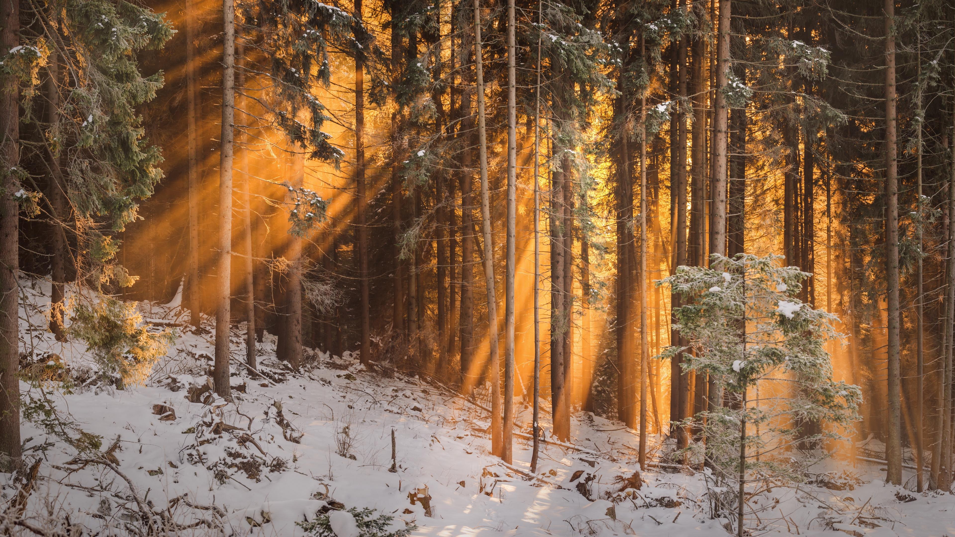 Download wallpaper 3840x2160 forest, winter, trees, sunlight