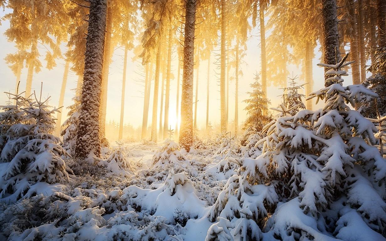 nature, Landscape, Winter, Sunrise, Forest, Mist, Sunlight