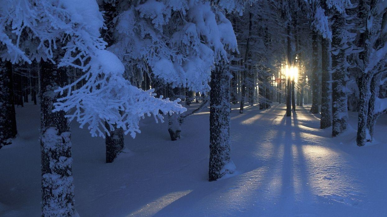 Nature landscapes trees forest winter snow seasons sunlight
