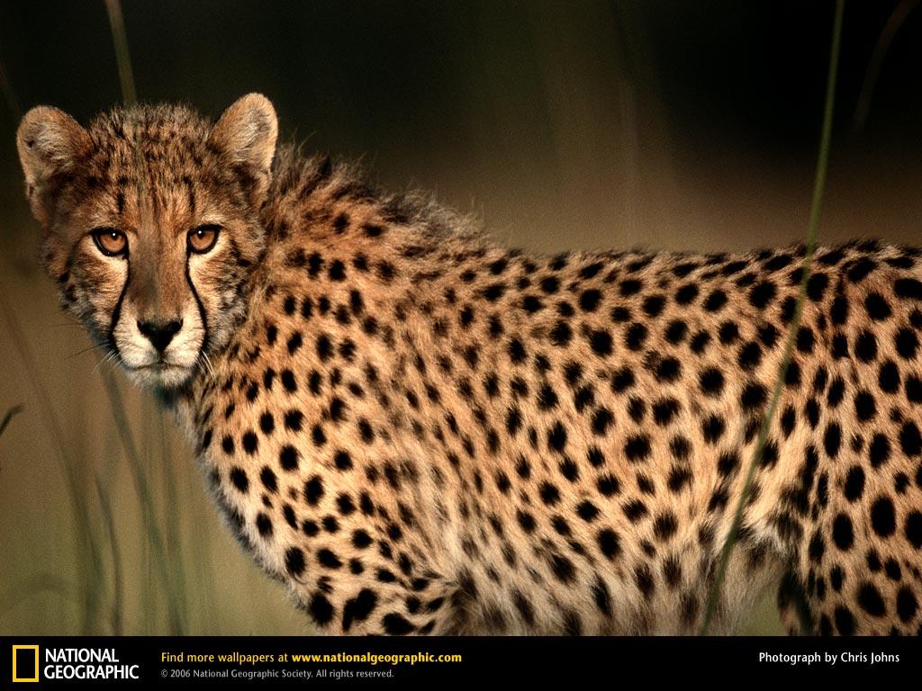 Cheetah Picture, Cheetah Desktop Wallpaper, Free Wallpaper