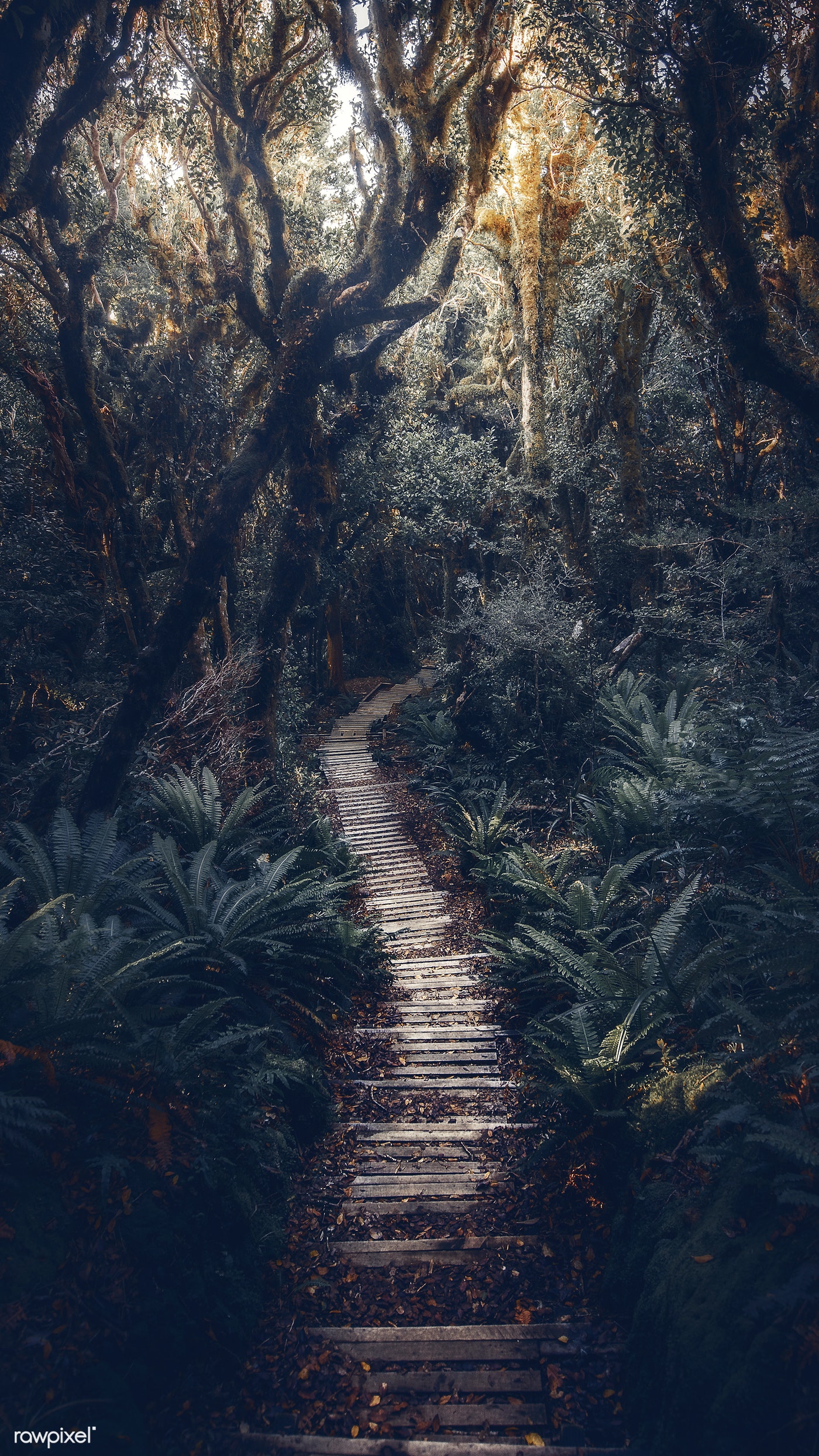 Download premium photo of Pathway in New Zealand tropical jungle mobile