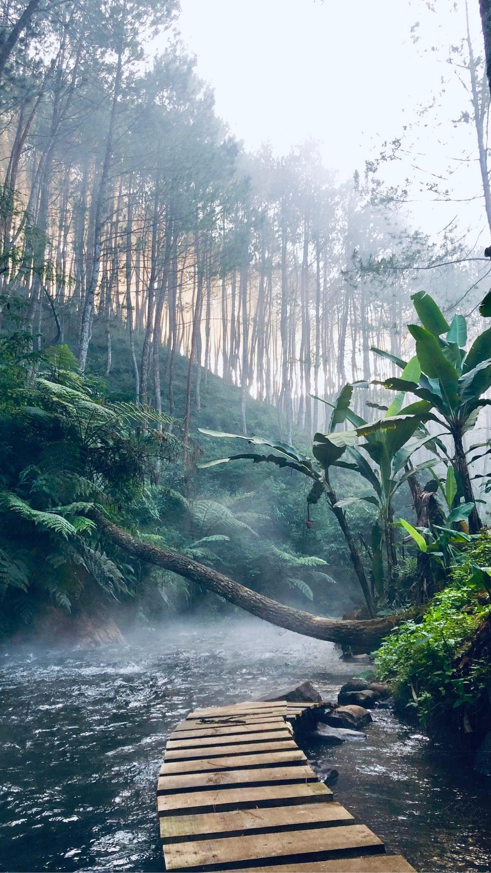 Jungle Background Image: Download HD Background