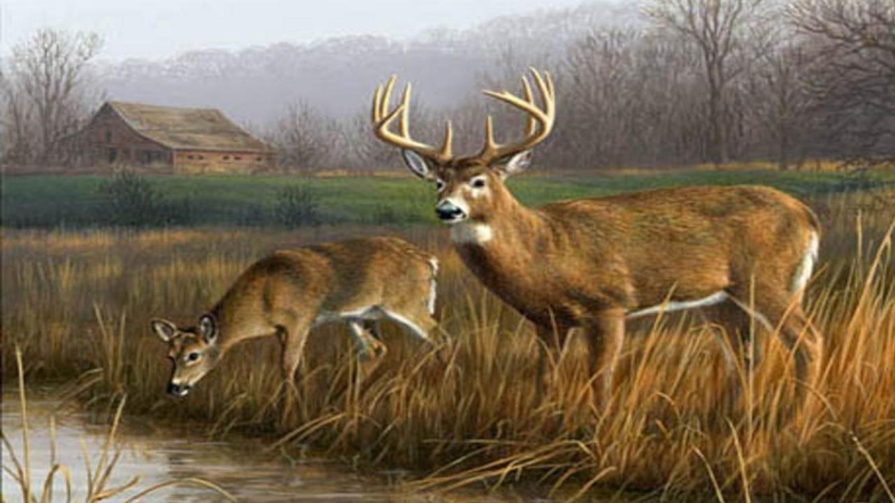 Whitetail Buck Deer Wallpaper. HD. Deer wallpaper, Deer artwork, Deer painting