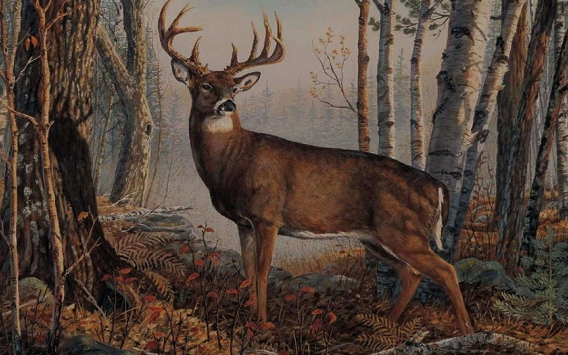 Whitetail Deer Desktop Background