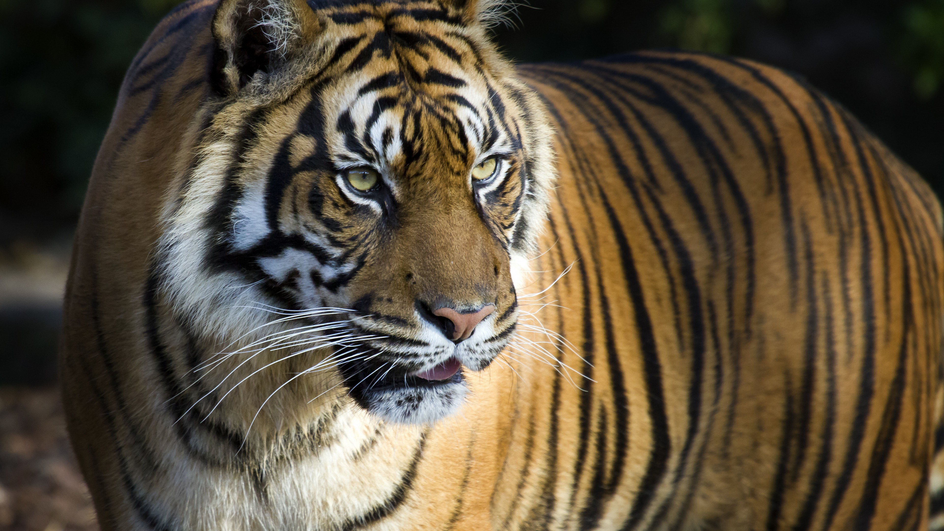 Wallpaper Bengal Tiger, Big Tiger, 4K, 8K, Animals