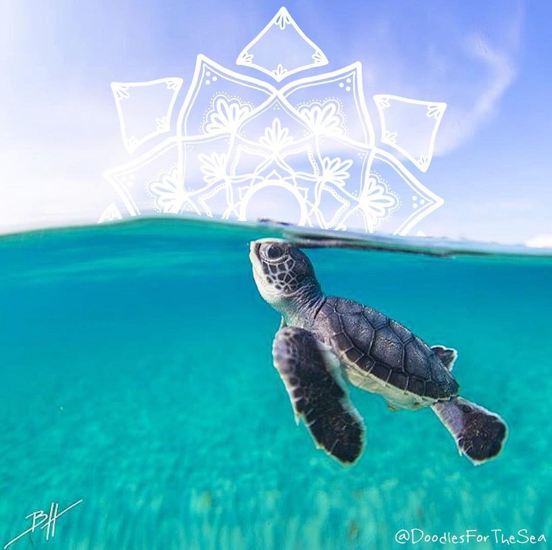 dreamlien. Sea turtle wallpaper, Draw on photo, Super cute