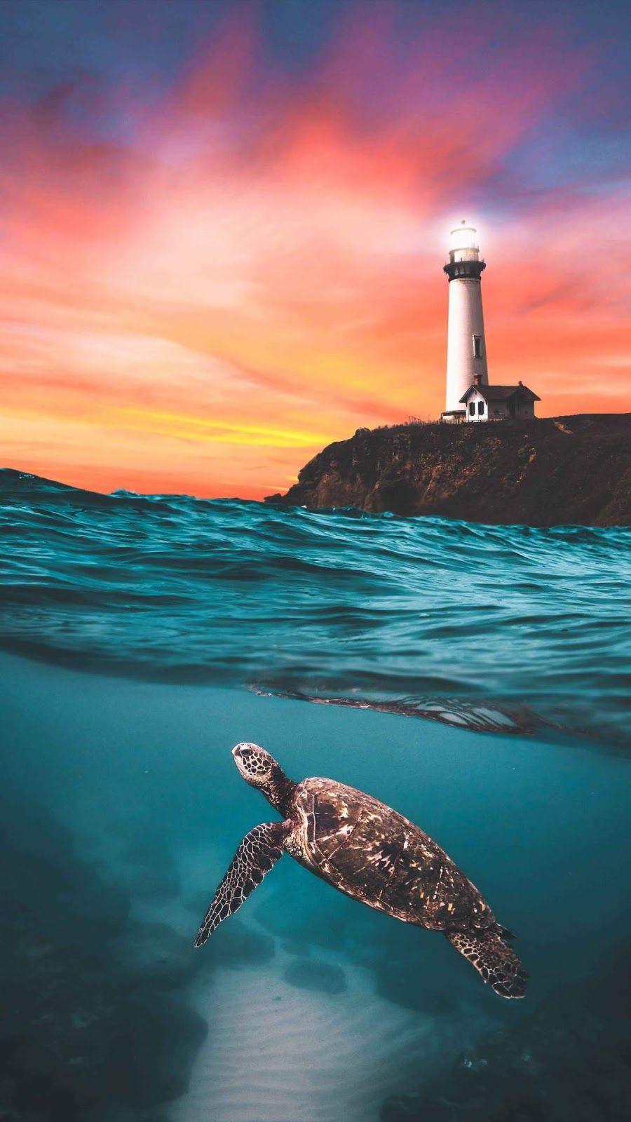 Lighthouse Turtle Wallpaper. Sea turtle wallpaper, iPhone