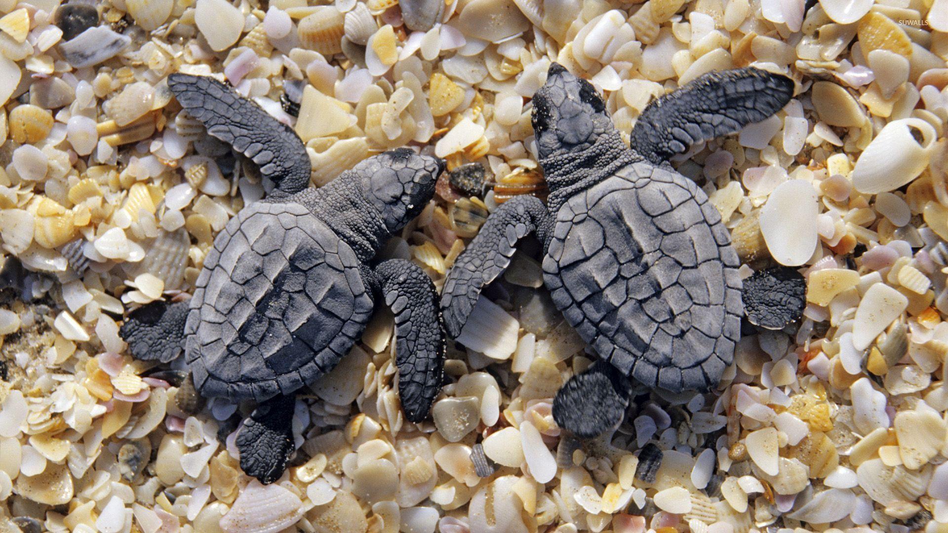 Baby Turtle Wallpaper Free Baby Turtle Background