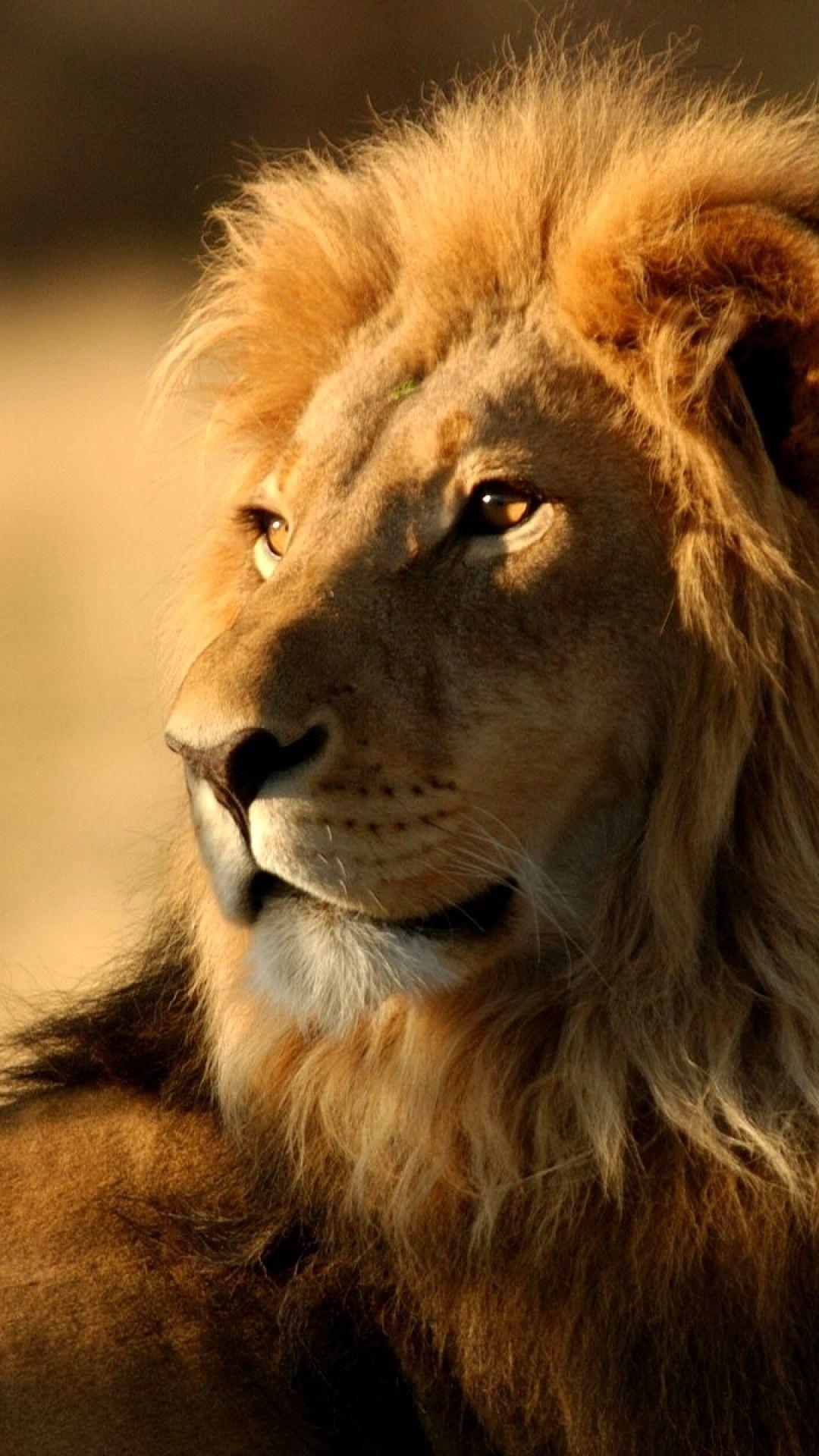Lion Wallpaper HD Animals Lion iPhone 6 Plus Wallpaper #bigcats. Animals, Animals beautiful, Wild cats
