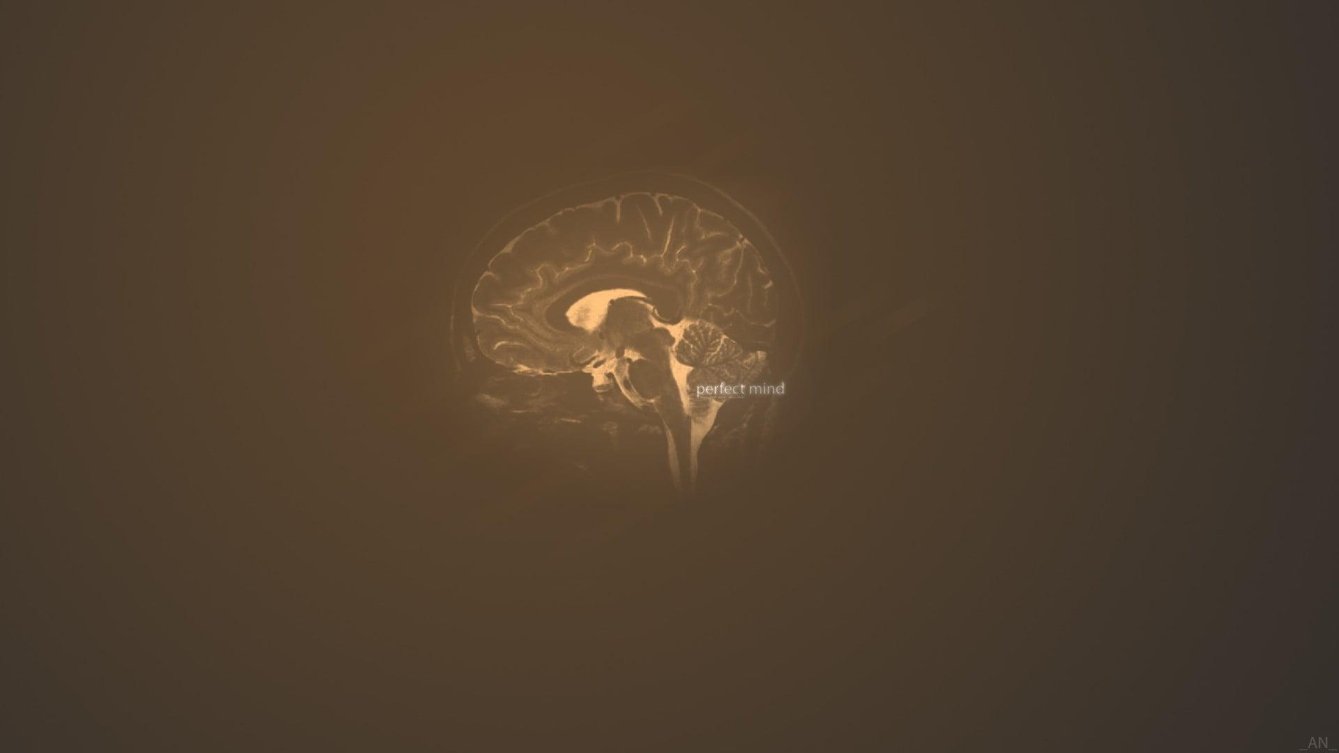 Human brain illustration, simple background, brain HD wallpaper