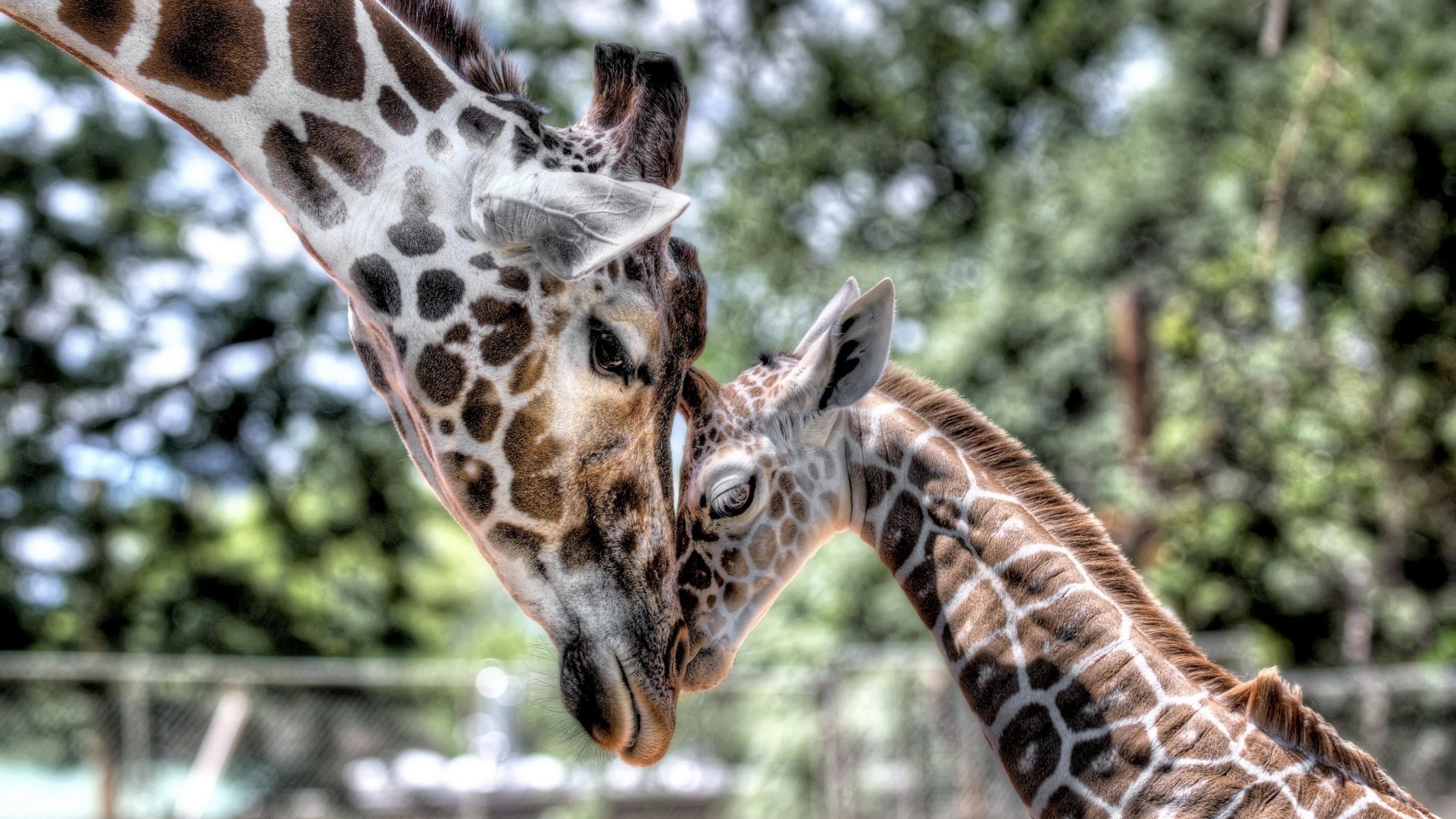 Animals Giraffe Mother Cub Baby Tenderness HD Wallpaper