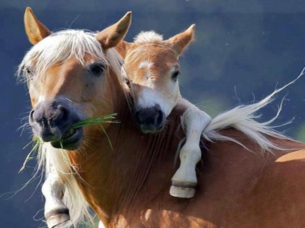Animal Mother Baby Horse Mom Grass Running Horses Desktop