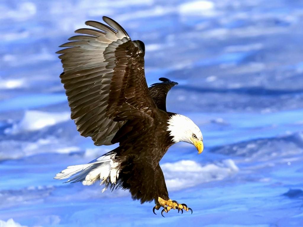 Free Bald Eagle Wallpaper Eagle Wallpaper Desktop