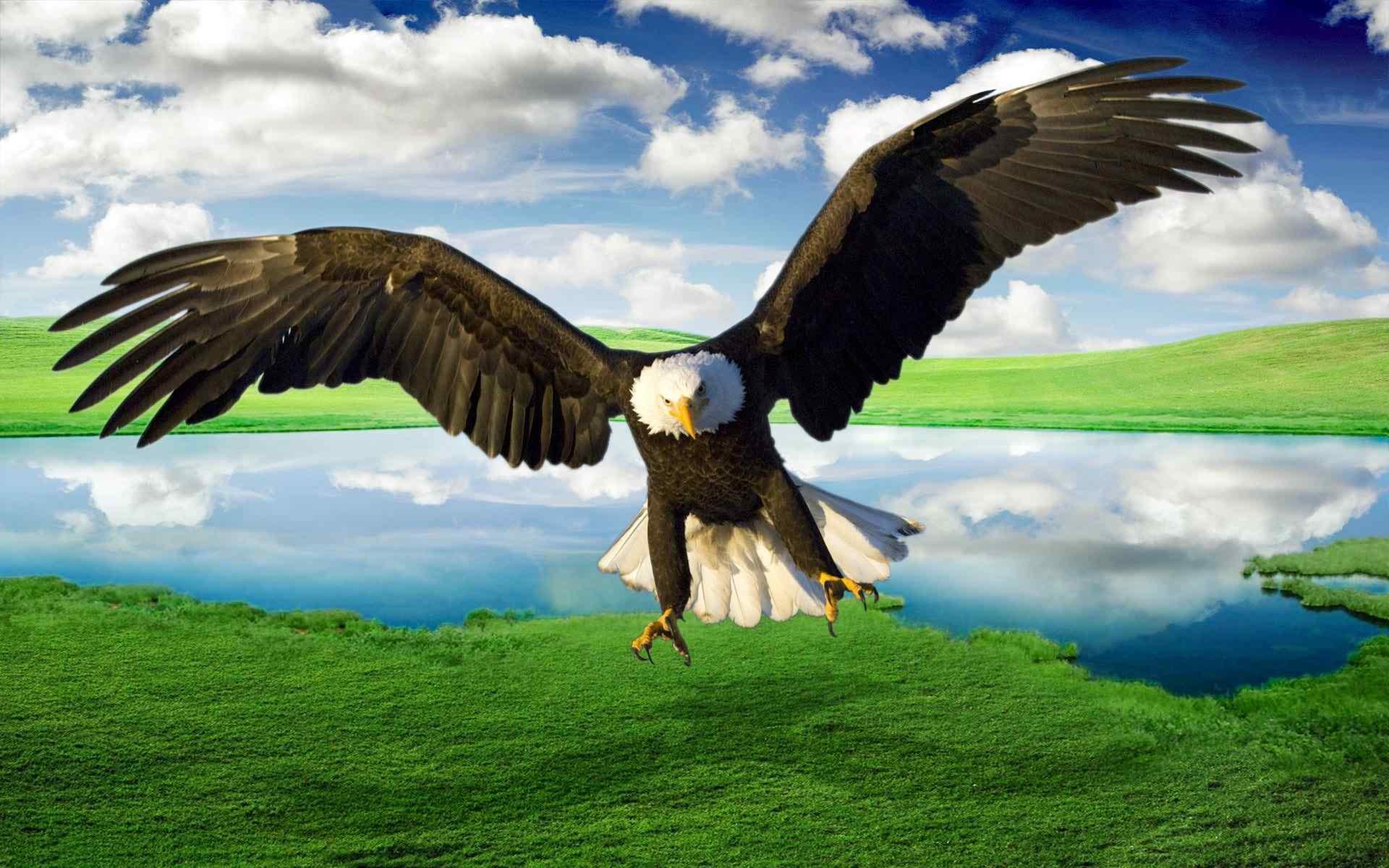 Flying Eagle Hd Desktop Wallpapers - Wallpaper Cave