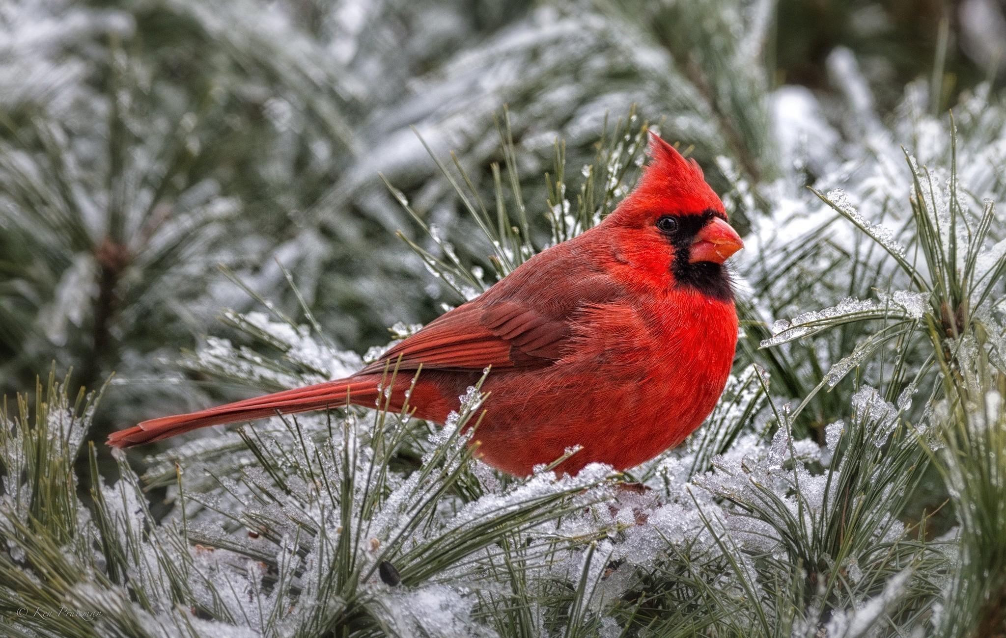 Cardinal Wallpaper. Winter