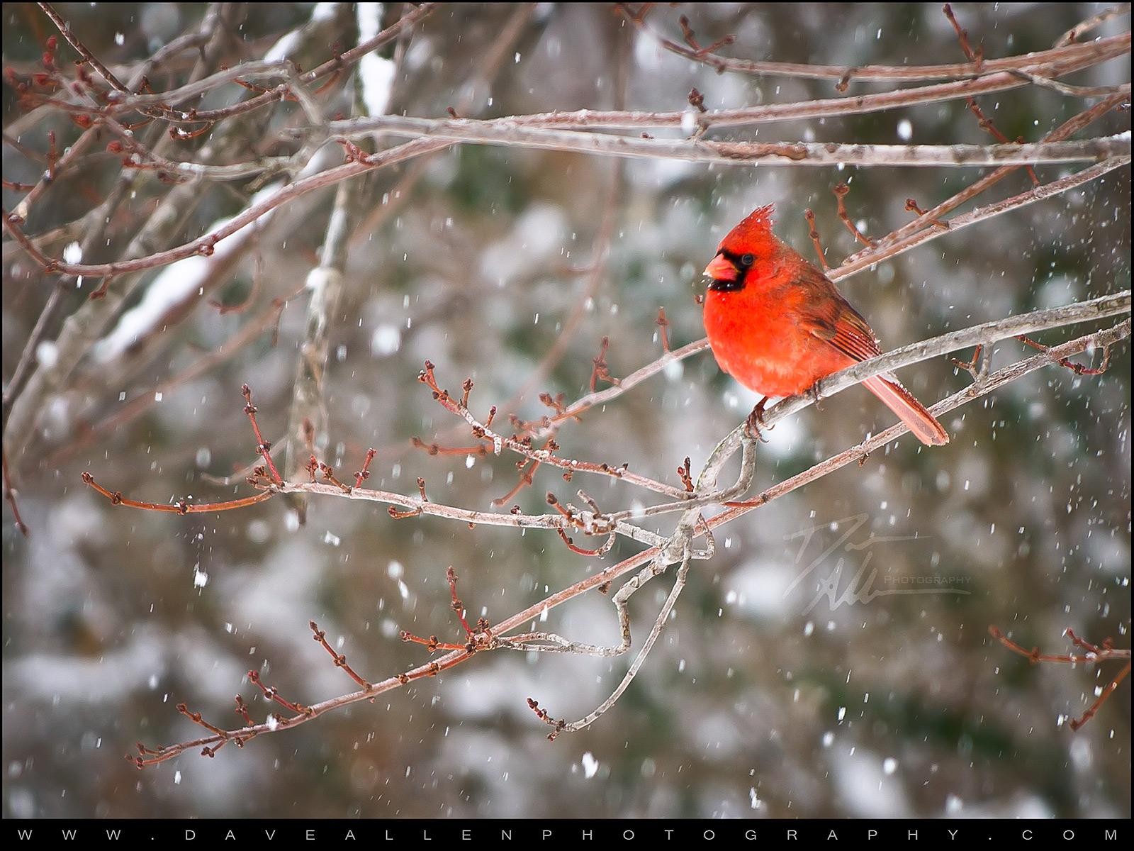 Cardinals in Winter Desktop Wallpaper