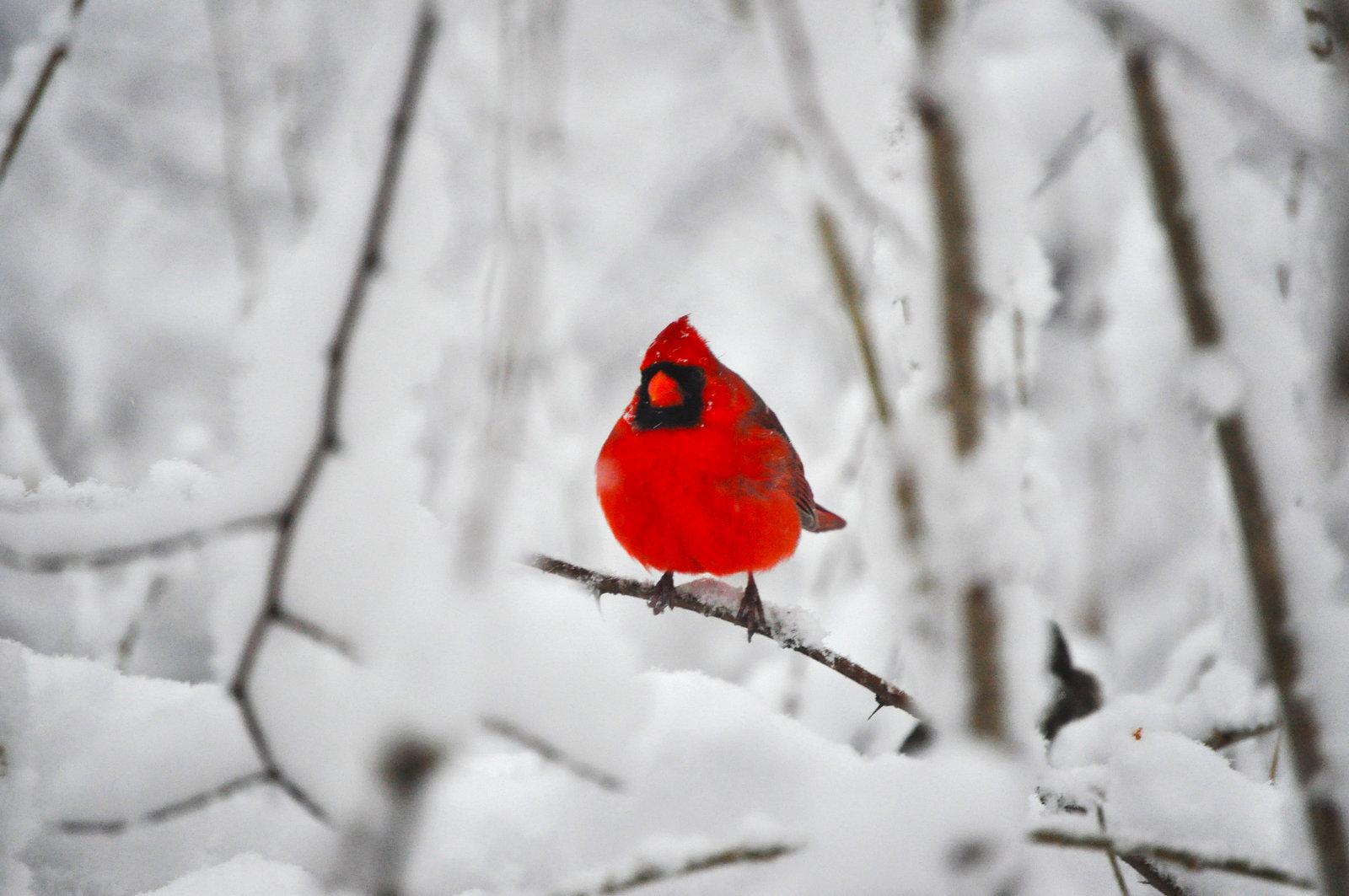 Cardinals in the Snow Wallpaper