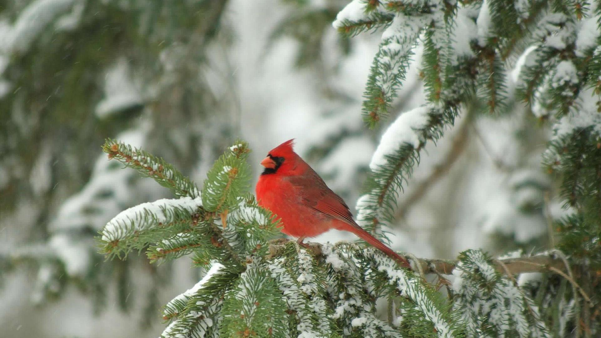 Cardinals in Snow Wallpaper