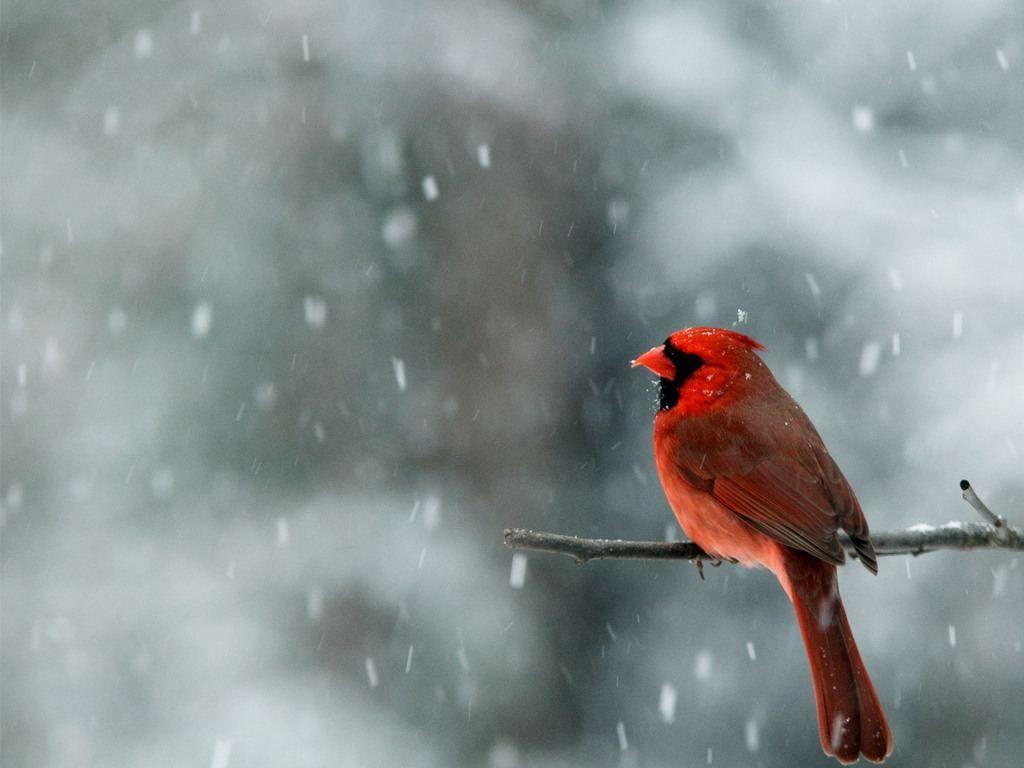 red bird in winter on sweatshirt.. resolution below to
