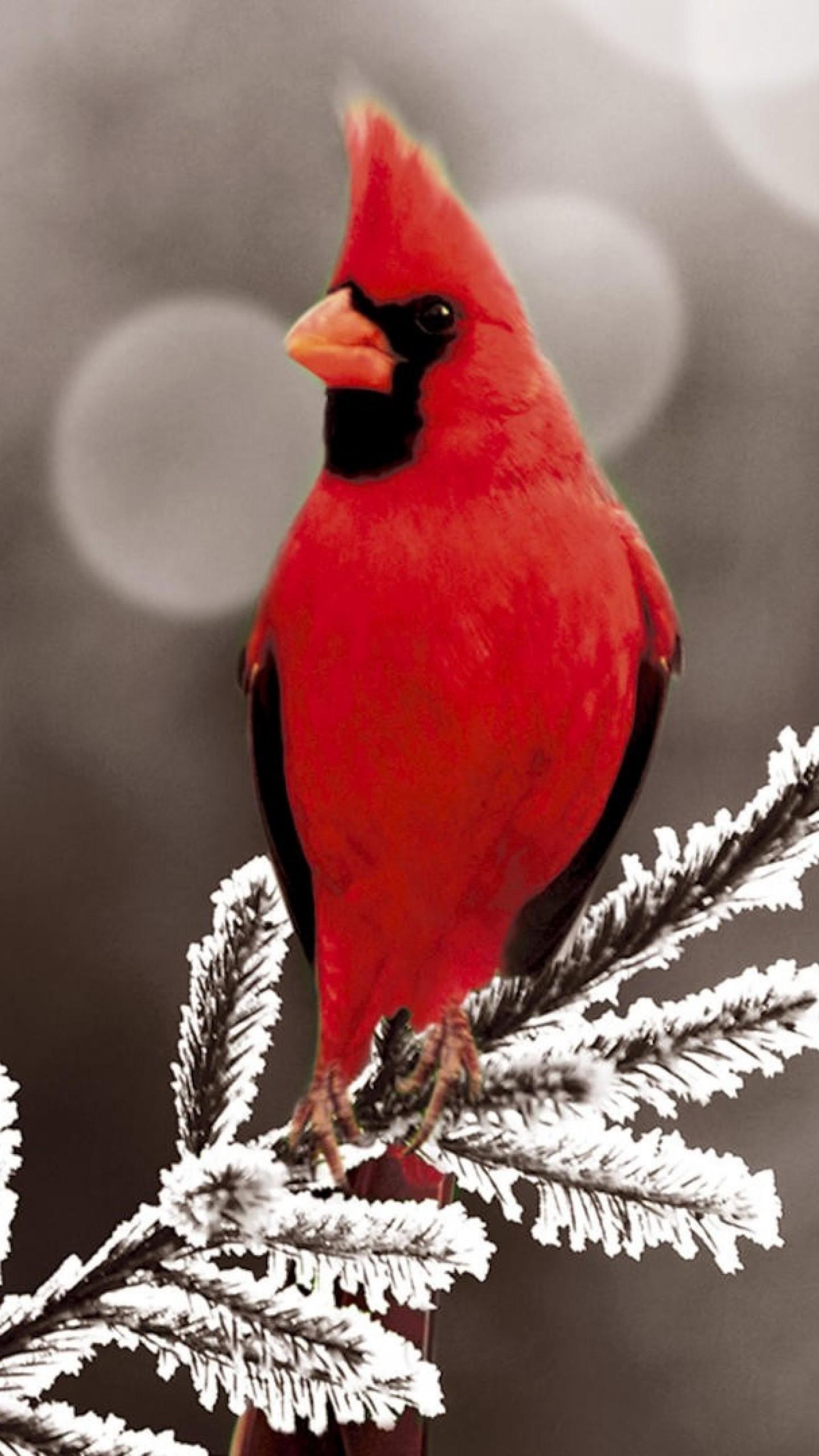 Cardinal Bird In Snow Wallpapers