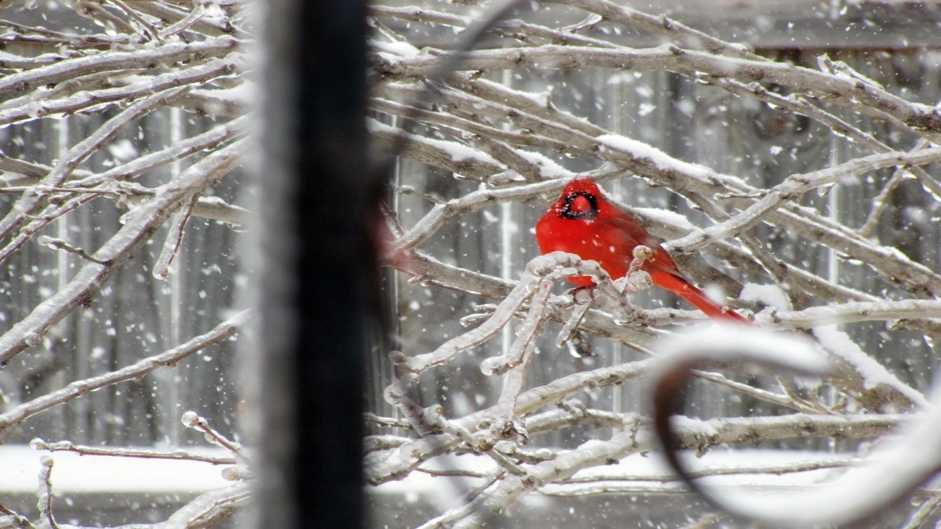 Cardinal Birds in Snow Wallpaper