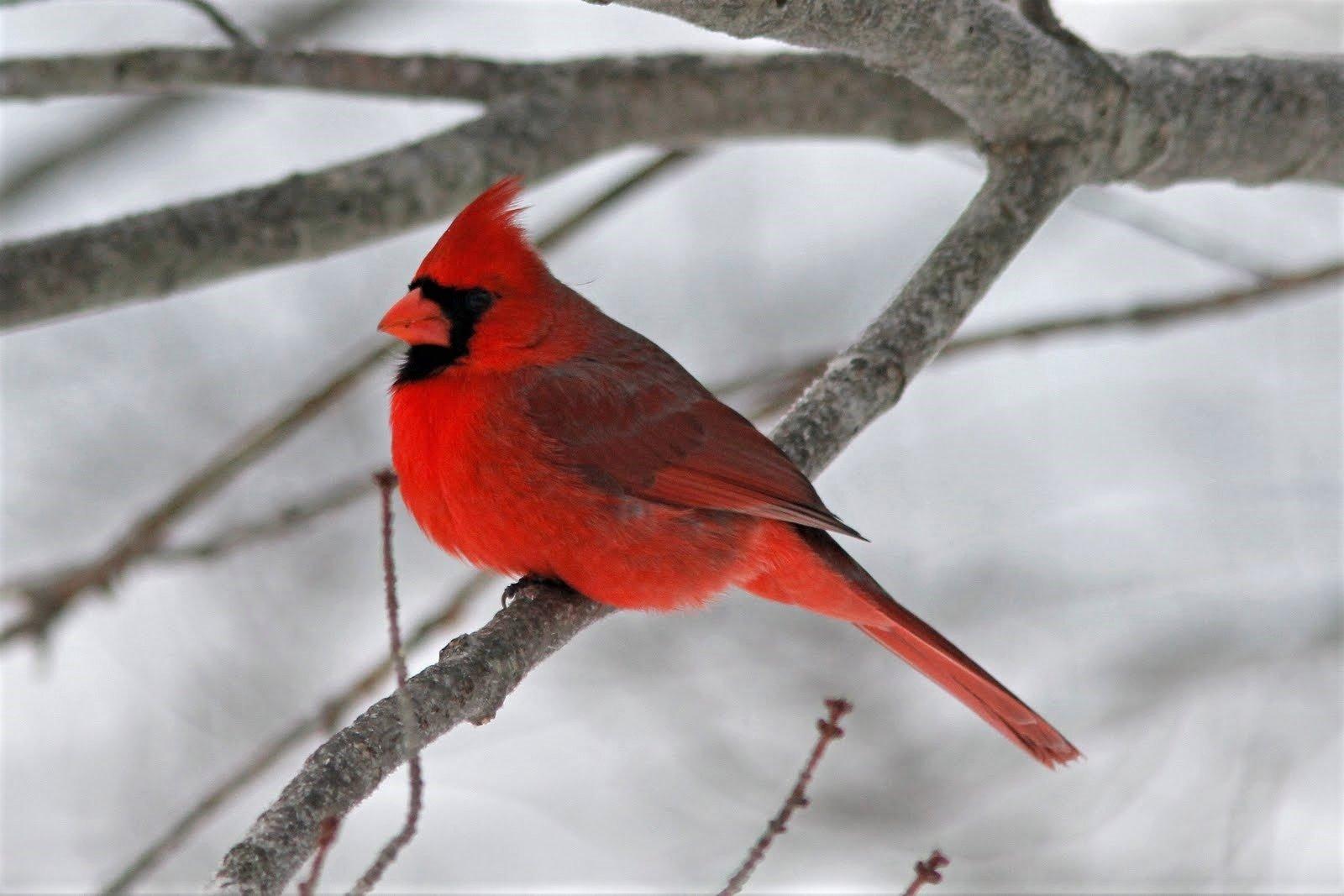 Cardinal on Tree Branch in Winter Wallpaper and Background