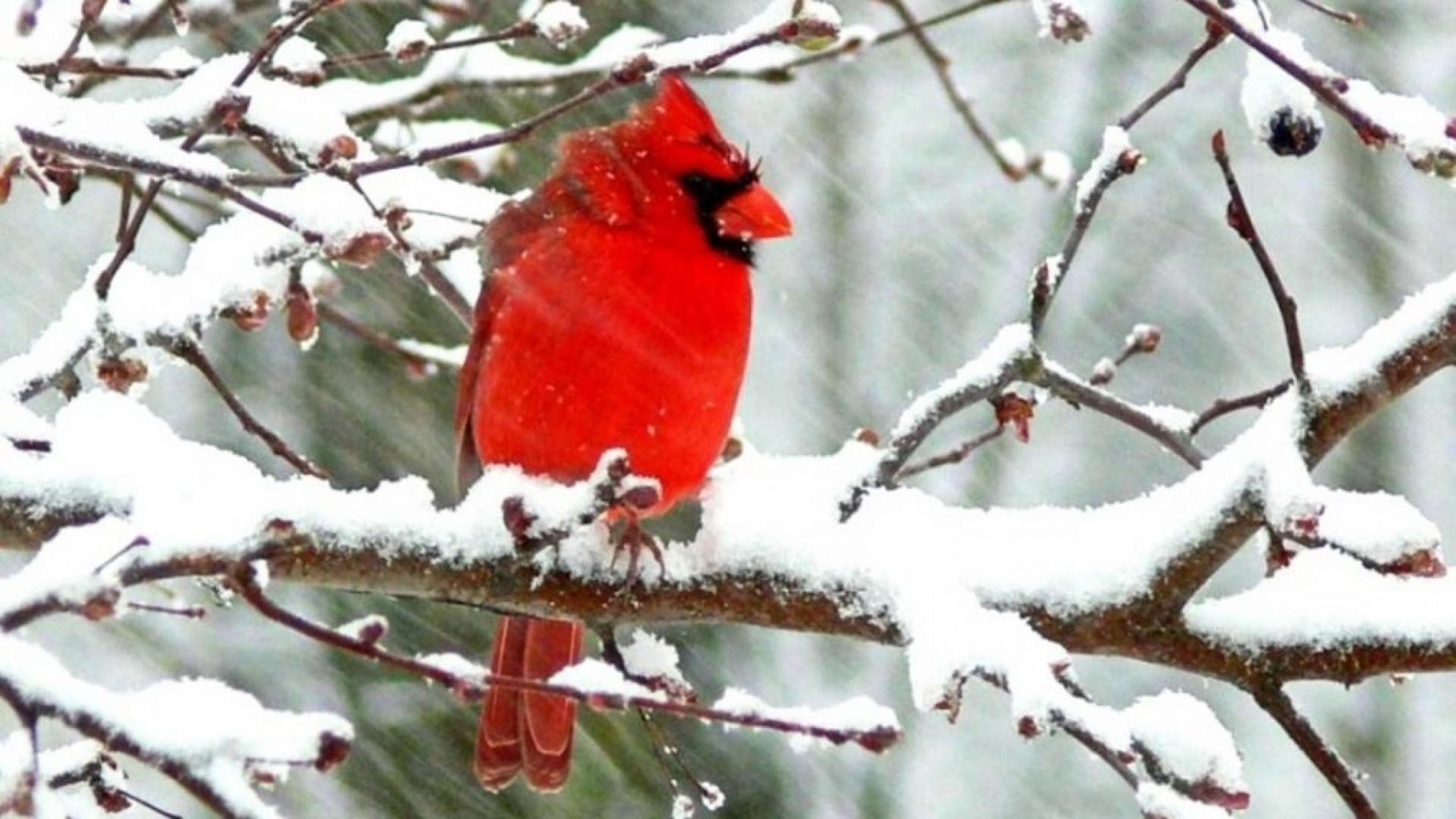 Животные и птицы зимой