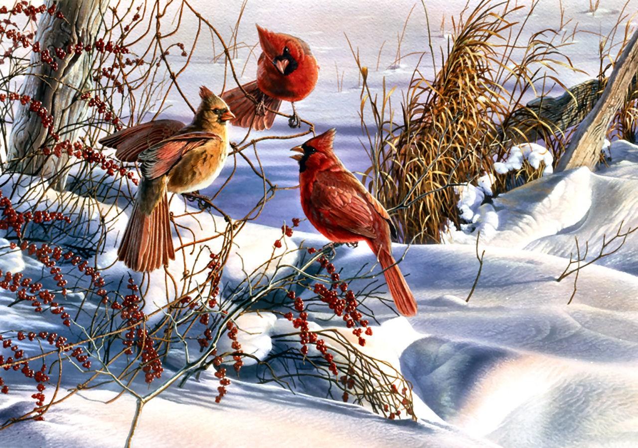 Christmas, Cardinals, Birds, Snow Wallpaper HD / Desktop