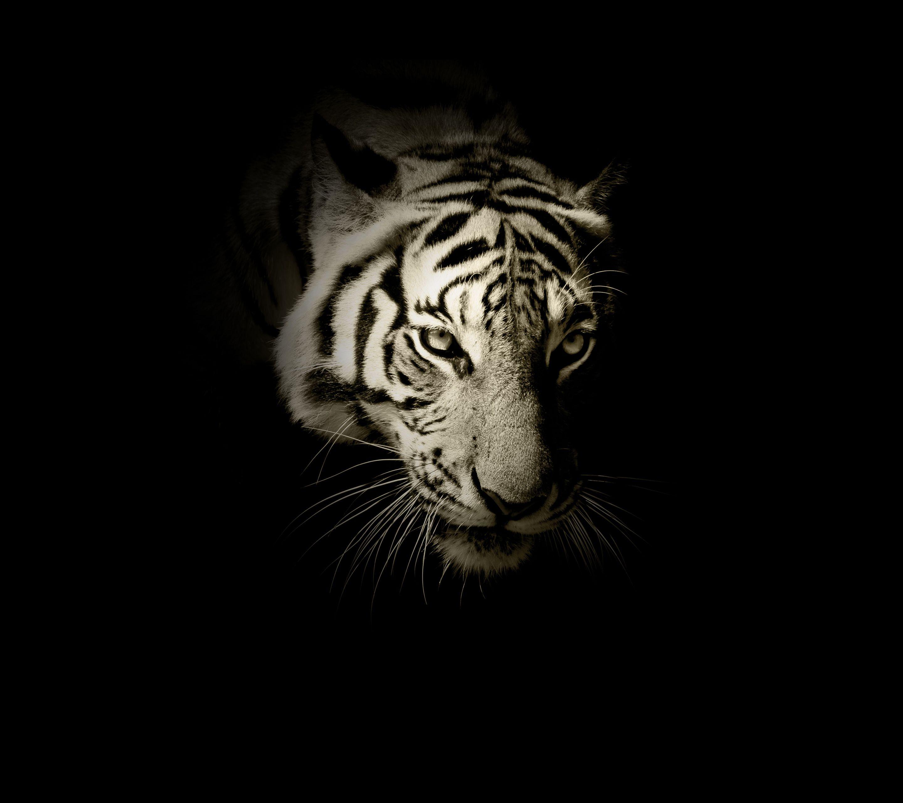 Black Tiger Wallpaper Free Black Tiger Background