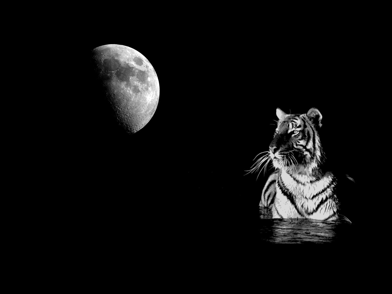 White Tiger Black Background Wallpaper