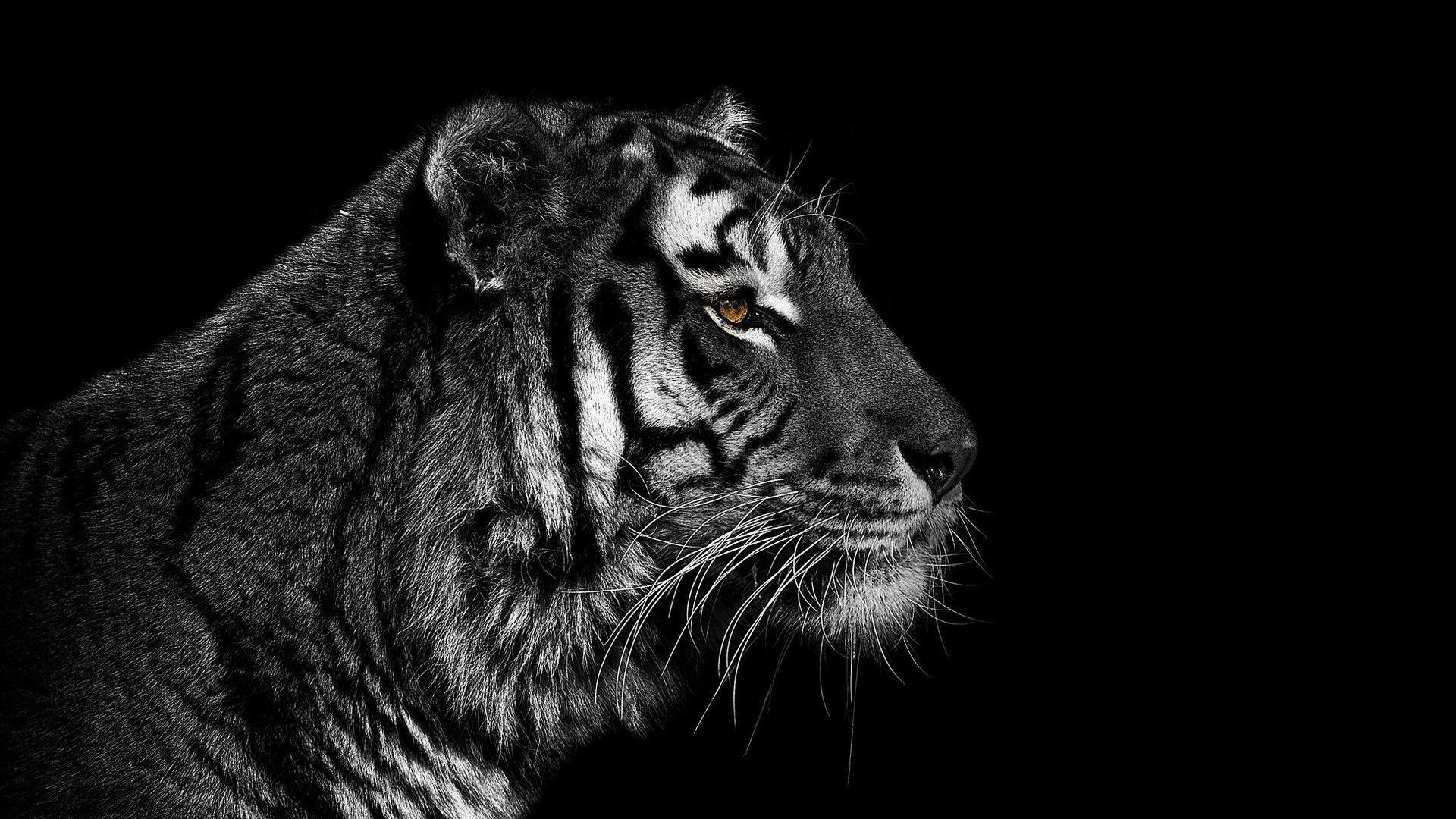 Tiger HD Wallpaper Tiger Wallpaper Tiger Hd, HD