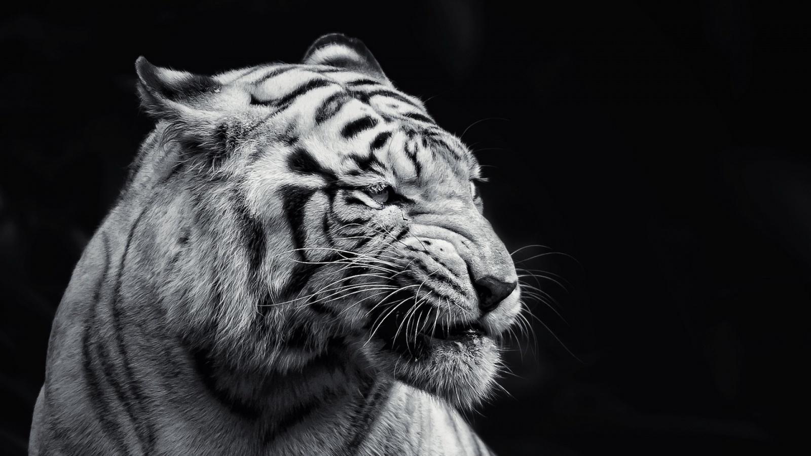 290 White Tiger HD Wallpapers and Backgrounds