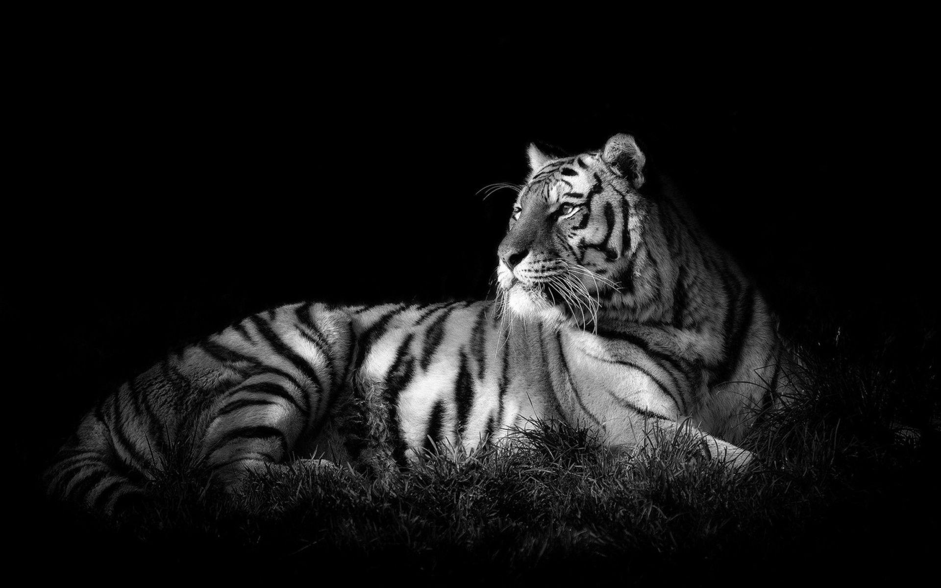 Black And White Tiger Full HD Wallpaper Themes