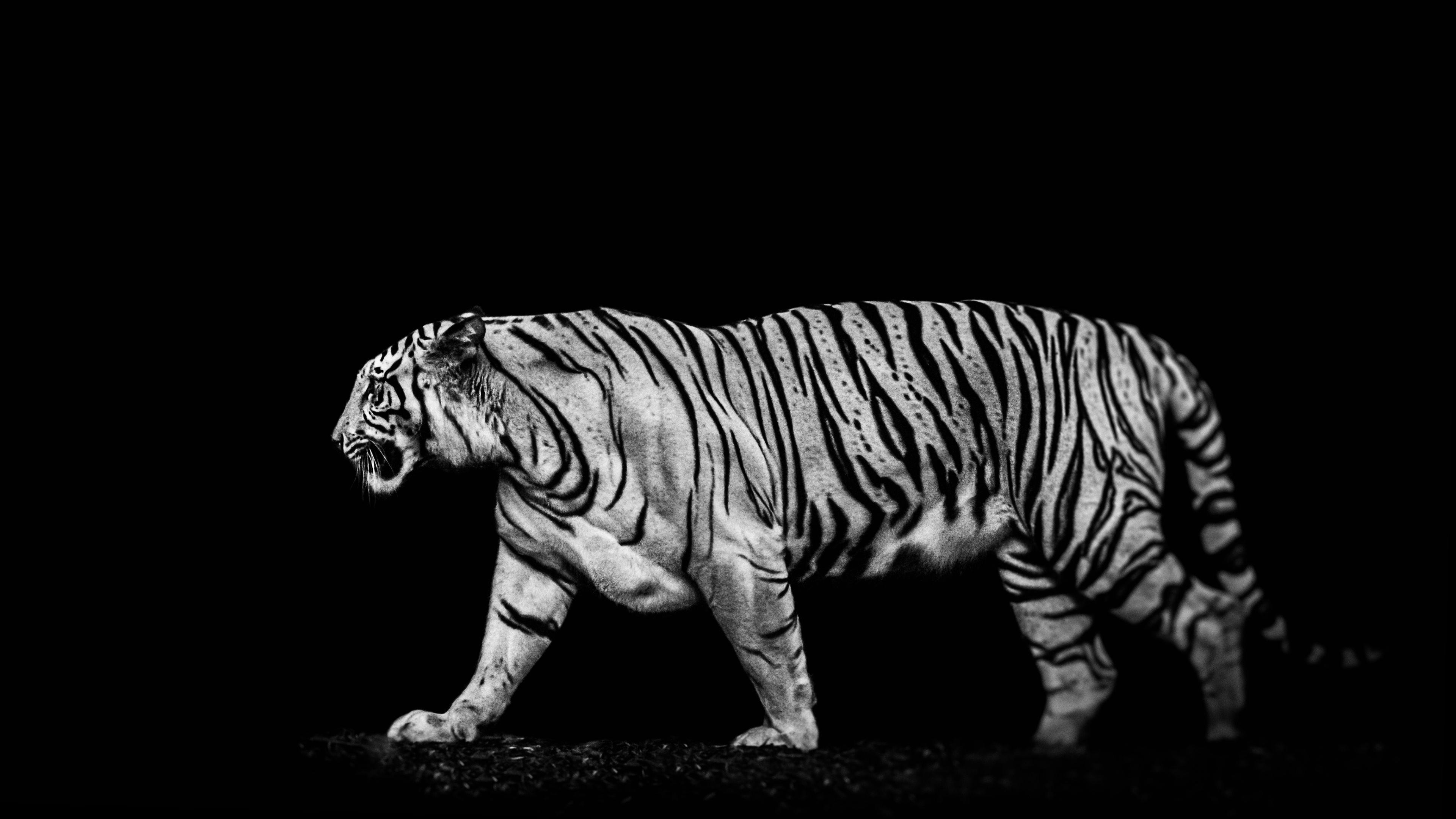 White Tiger Background High Quality Wallpaper Tiger