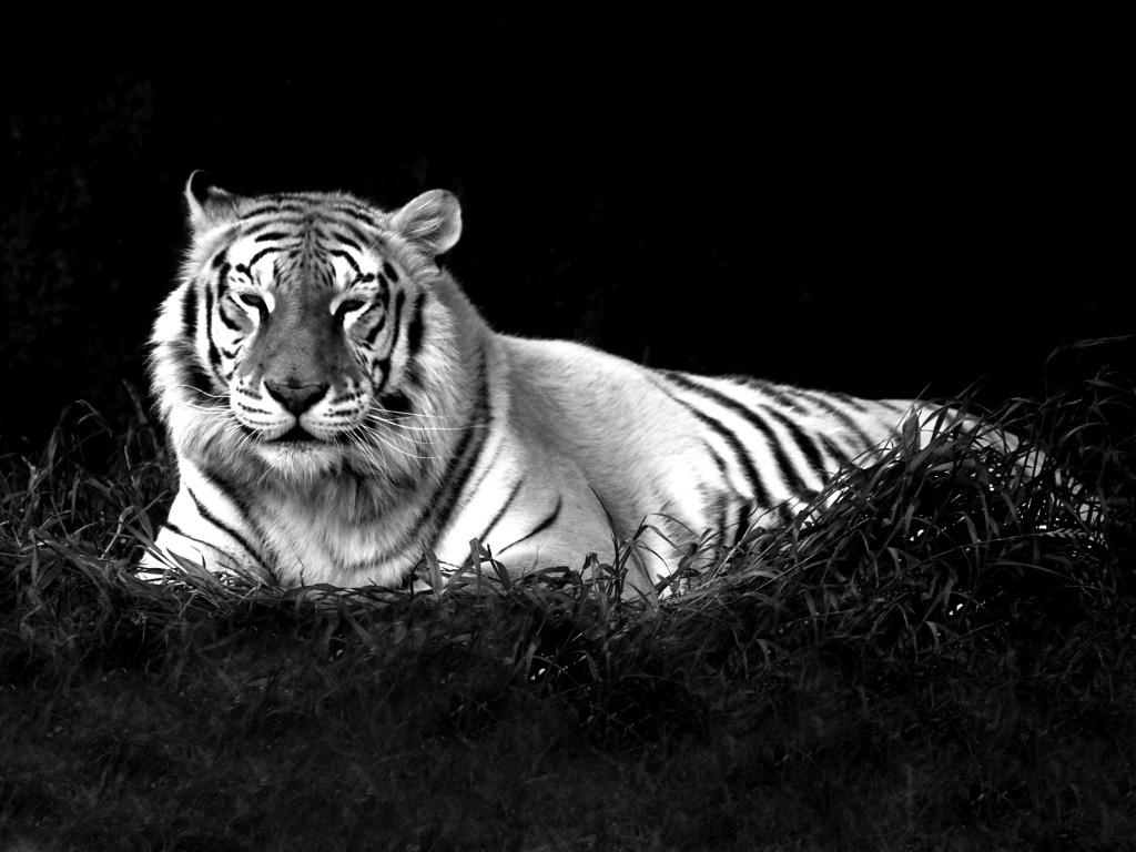155734 Black White Tiger Images Stock Photos  Vectors  Shutterstock