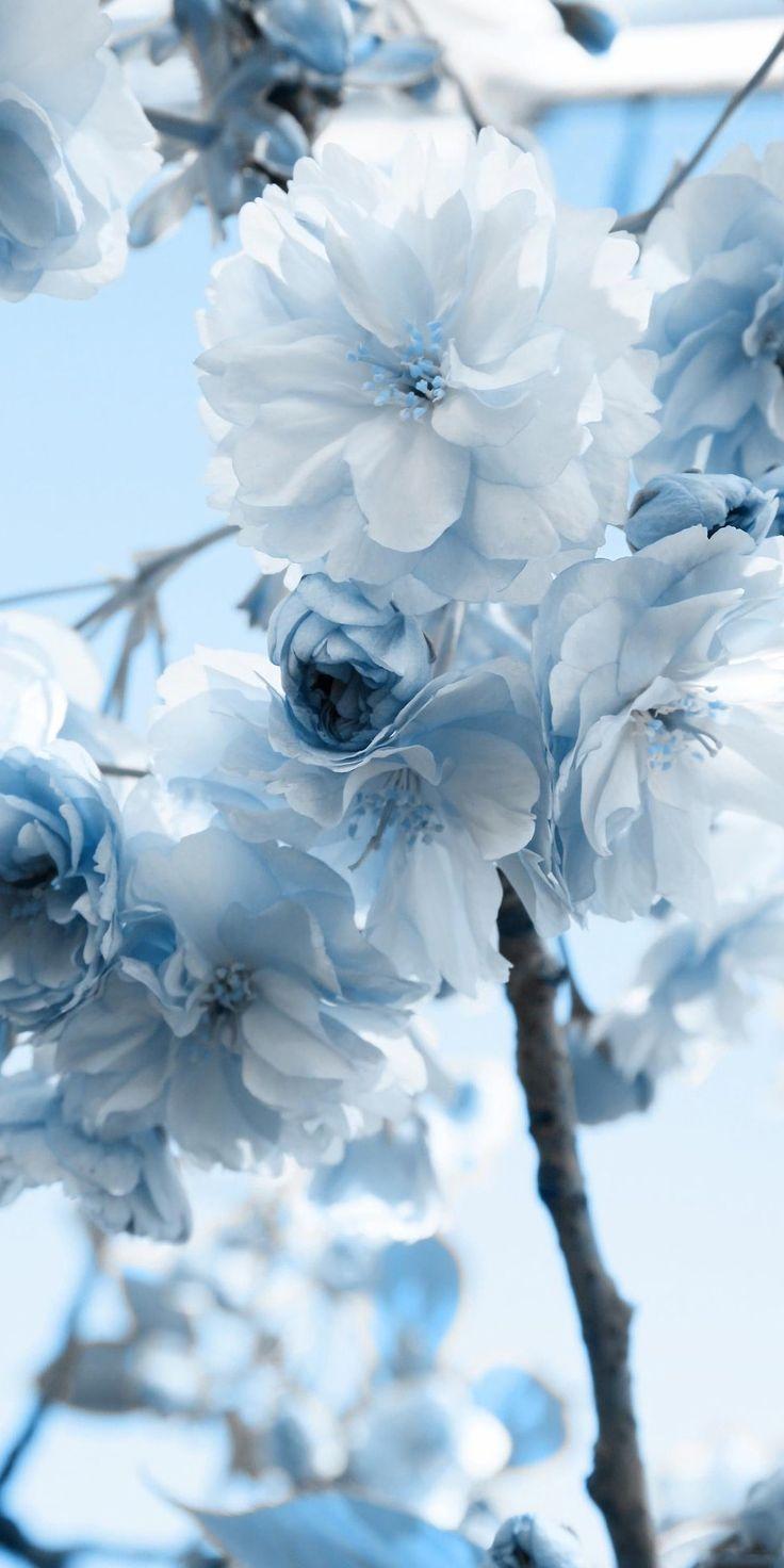 Blue Aesthetic Flowers Wallpapers - Wallpaper Cave