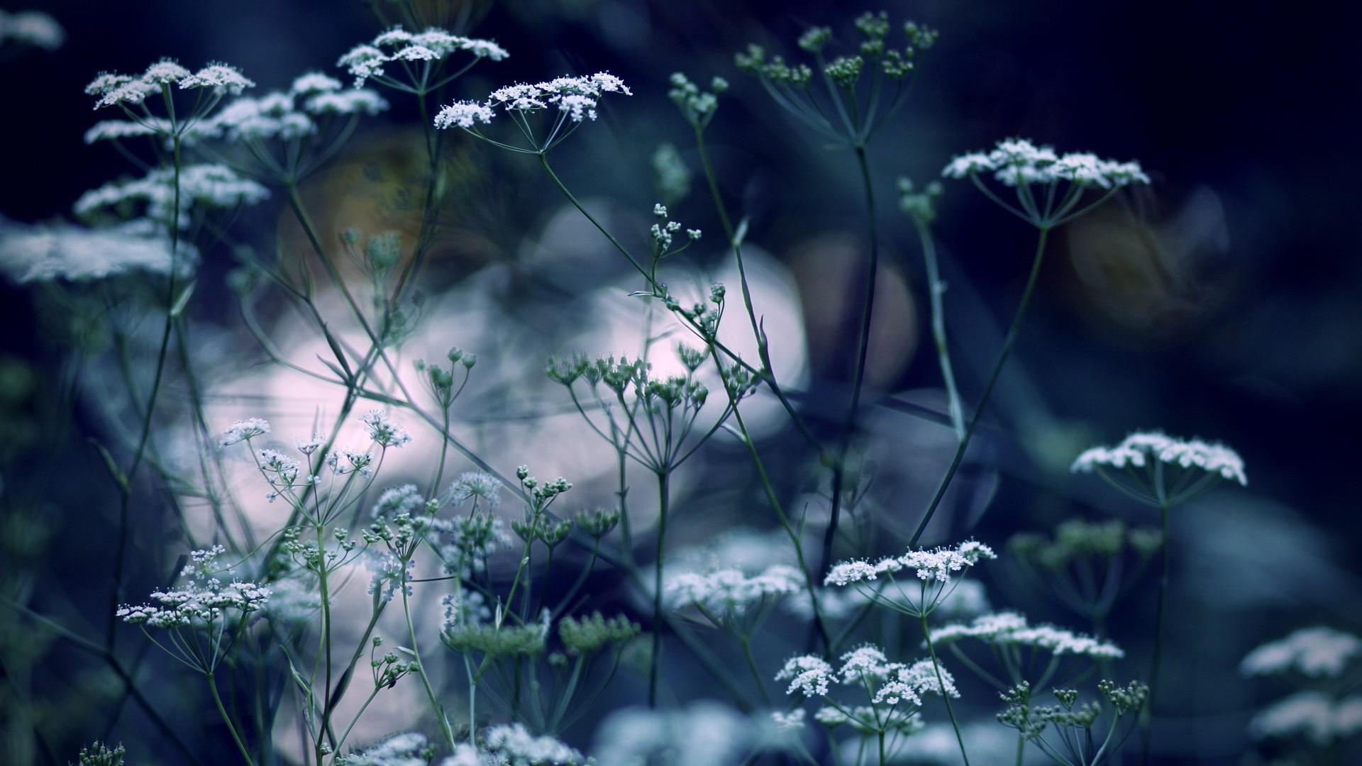 Floral Winter Wallpapers - Wallpaper Cave