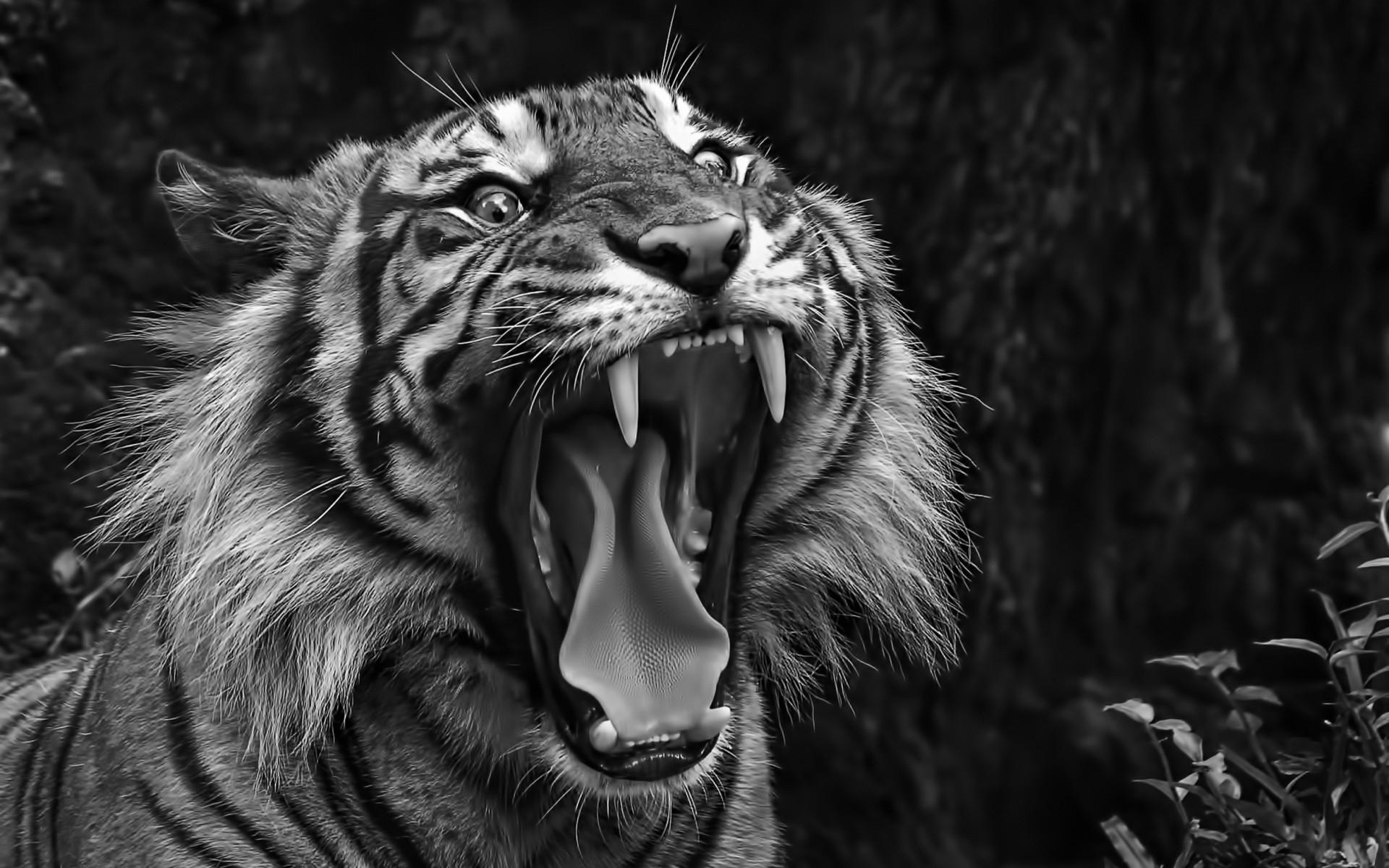 Tiger Blank Background. Awesome