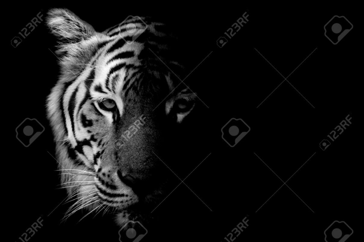 Tiger Black And White
