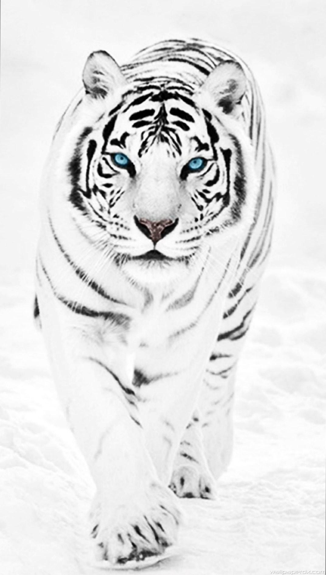 White Tiger Wallpaper iPhone 6 Plus And White Tigers