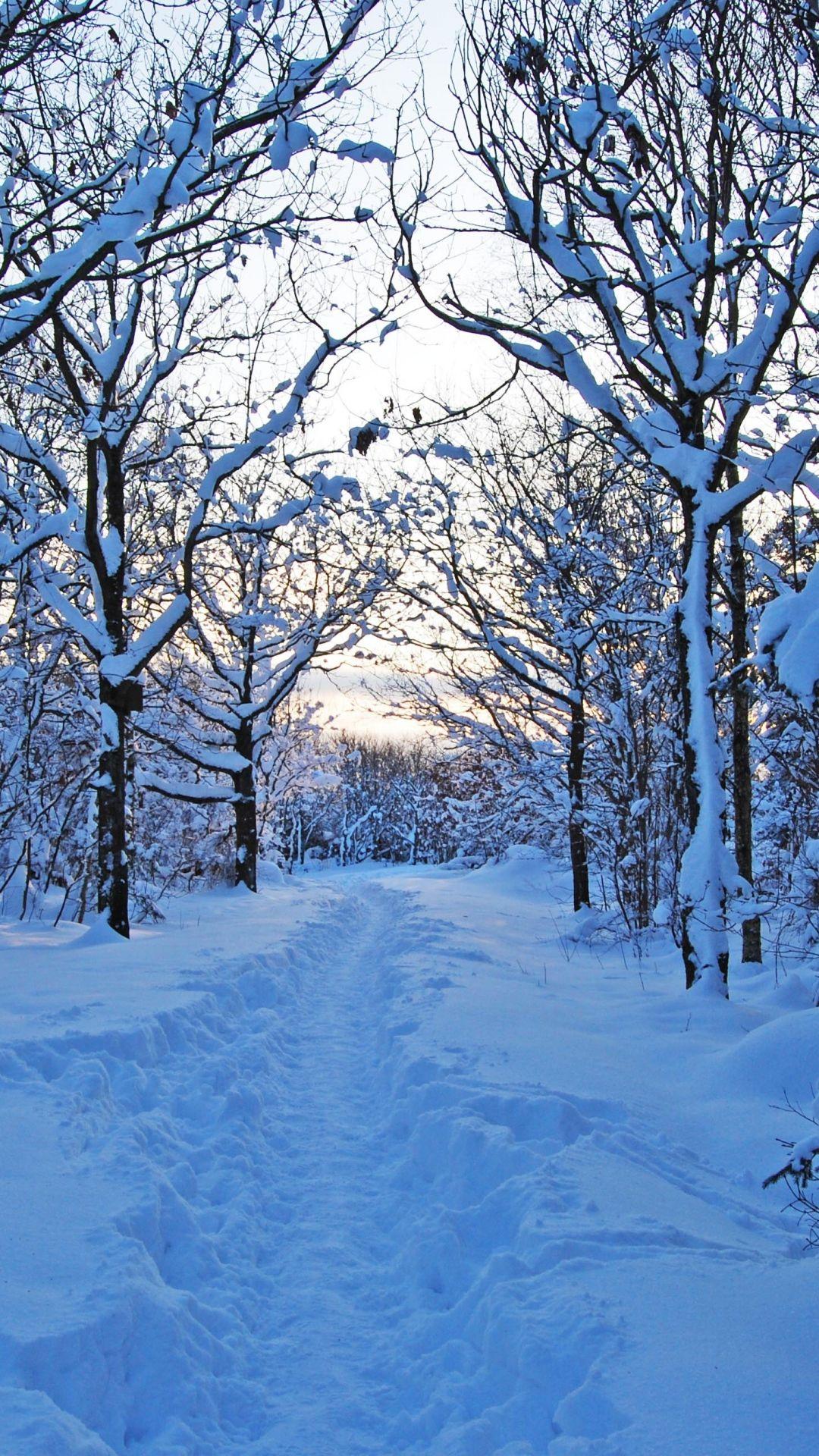 morning, winter, snow, snowdrifts, young growth, sweden. iPhone wallpaper winter, Winter background iphone, Winter scenery