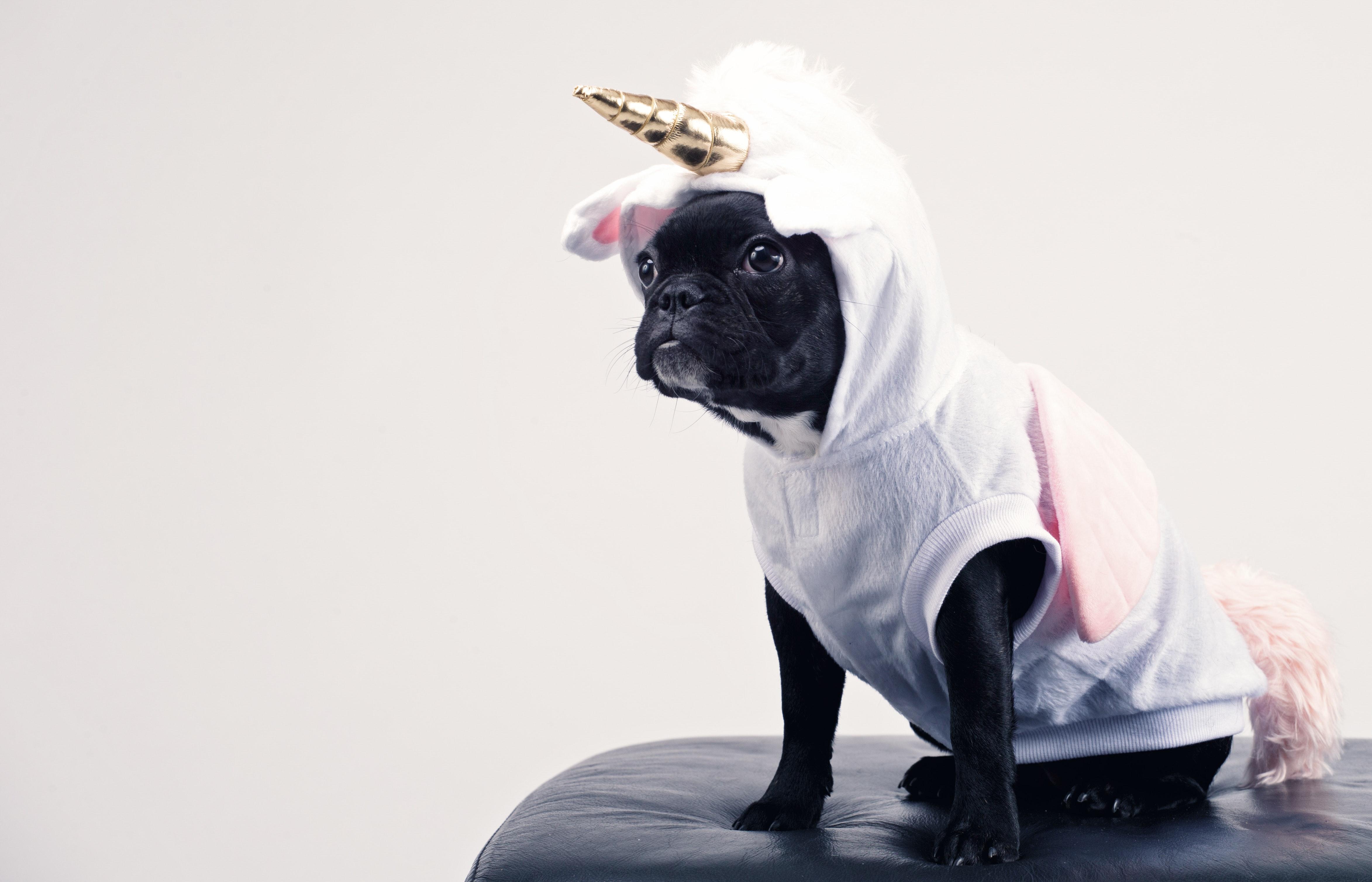 Boston Terrier Wearing Unicorn Pet Costume · Free