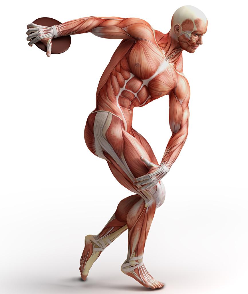 Wallpaper Men Muscle Human Anatomy White background