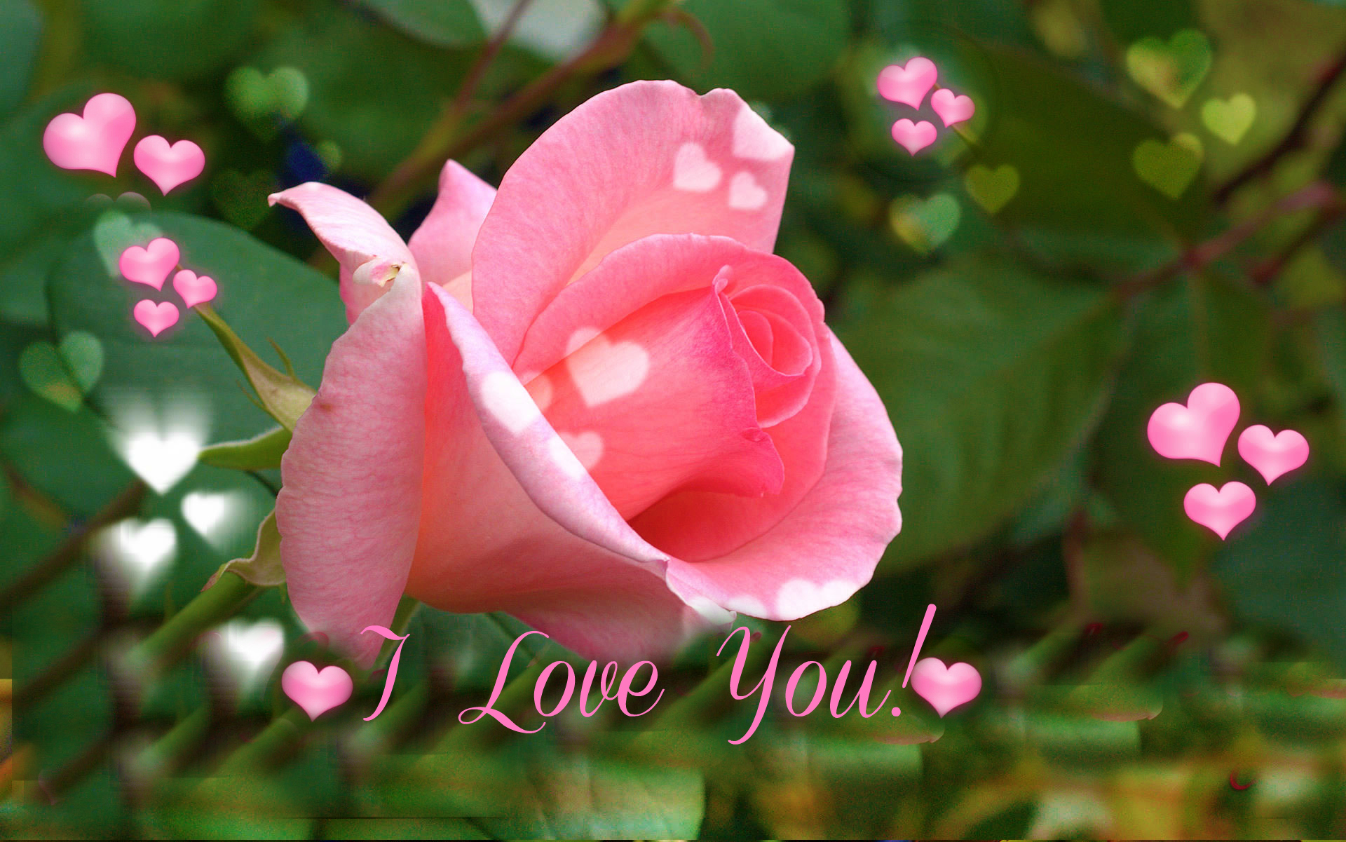 love you rose image download