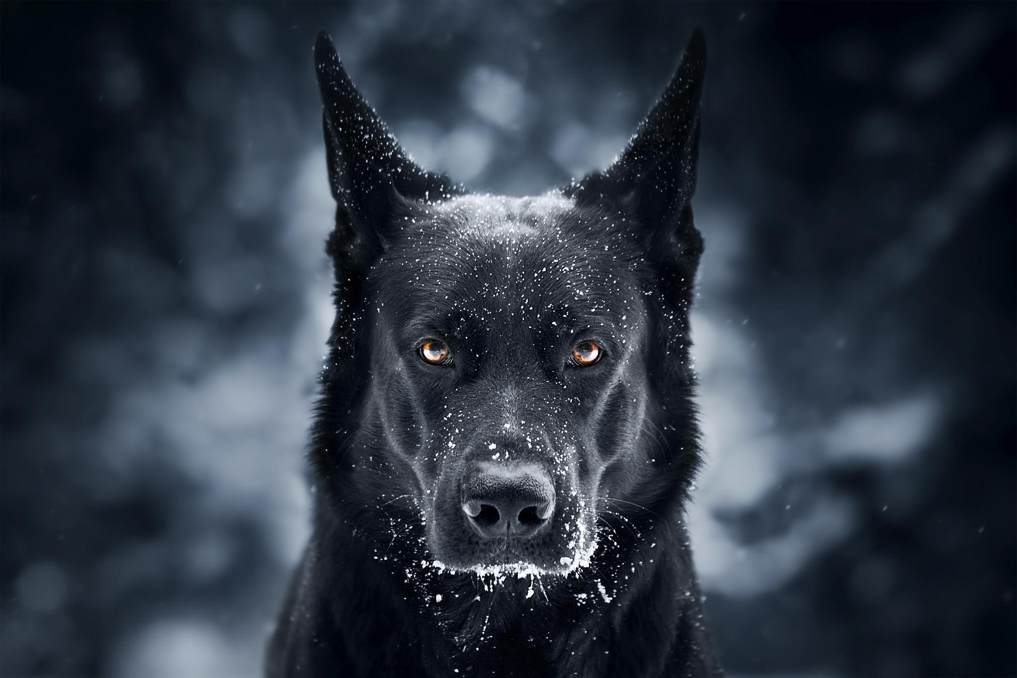 Black Dog German Shepherd, HD Wallpaper & background