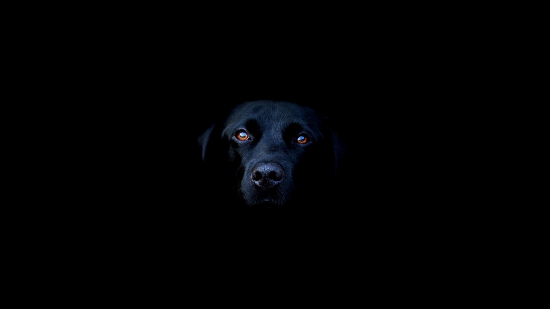 Black Dog Laptop Full HD 1080P HD 4k Wallpaper