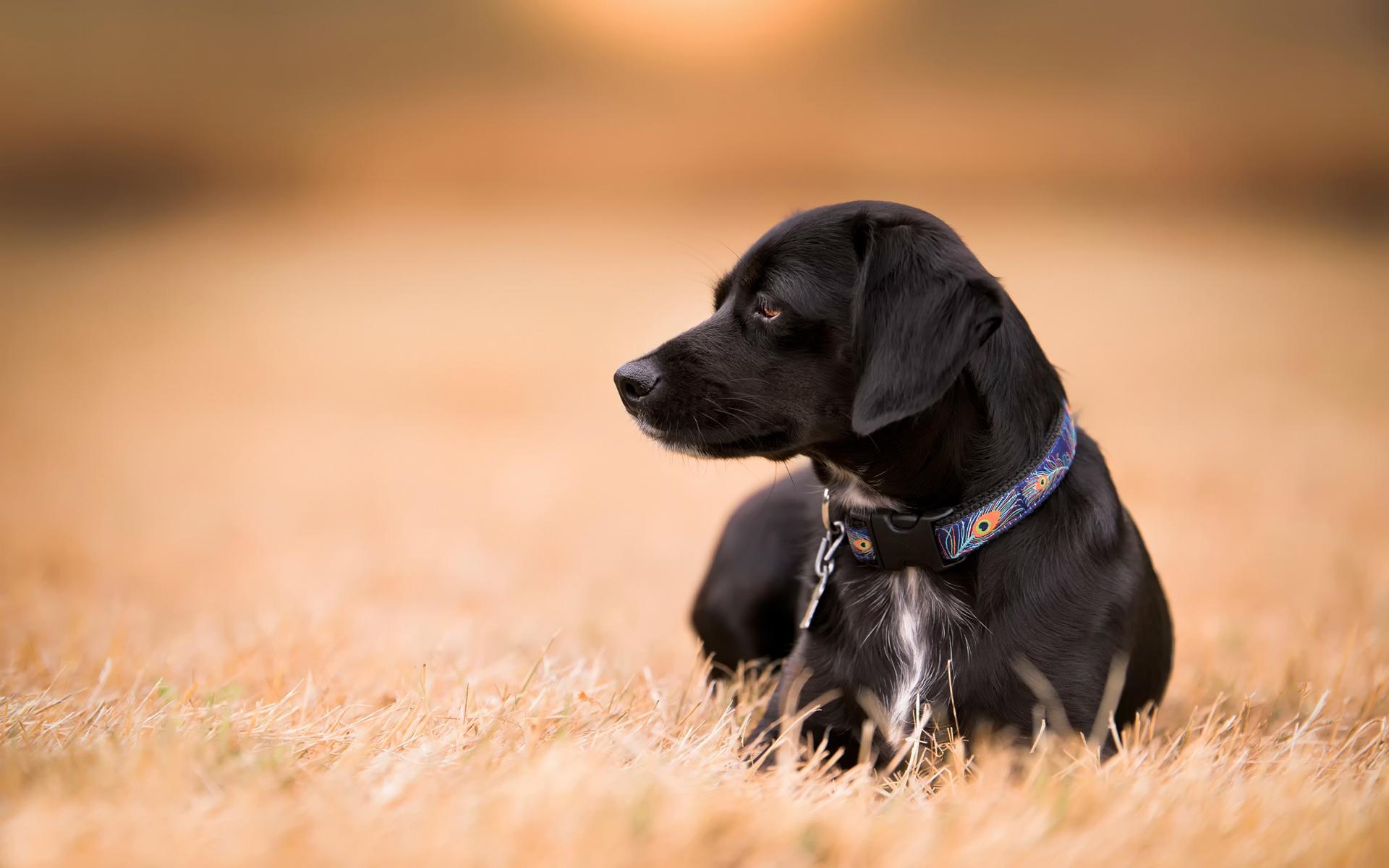 Relaxed Black Dog Wallpaper and Free
