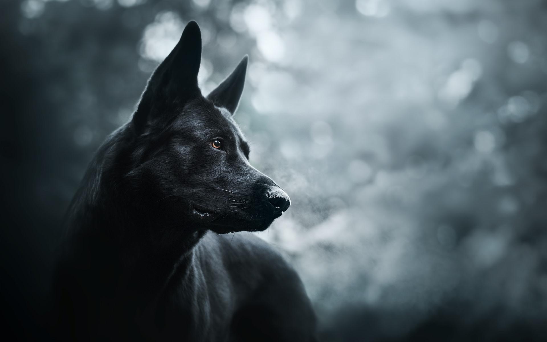 Wallpaper Black dog, hazy 1920x1200 HD Picture, Image